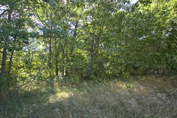 Buildable Lot With More Land Available