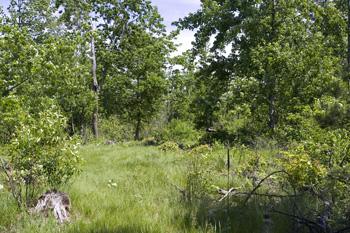 wooded buildable land near friendship lake