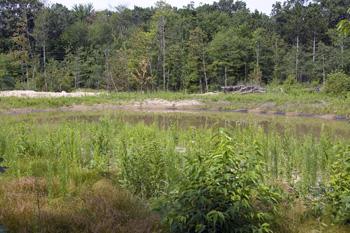 wooded acreage near public land
