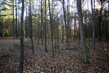 wooded land for sale with home