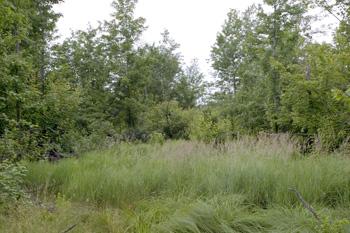 wooded land for sale with more land available