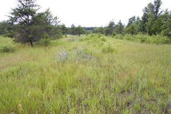 4 Acre Cabin Site Near Wisconsin Dells