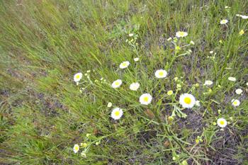 cheap land adorned with beautiful wildflowers