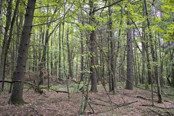2 Acres Of Wildlife Land In Adams County, Wi