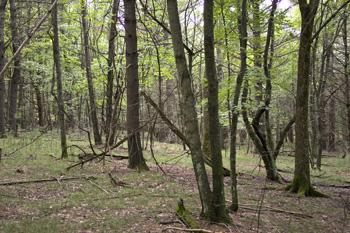 buildable vacant lot near creek