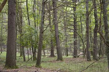 Perfect real estate lot for that dream cabin