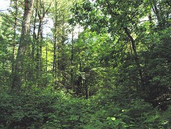 Beautifully wooded buildable land for sale in crystal brook woods