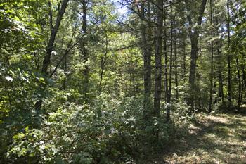 Abundant In Nature Trails for extra hobby