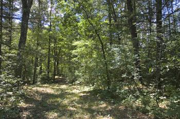 Walk along the creek for added pleasure