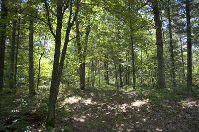 Buildable deeded access to big roche a cri creek