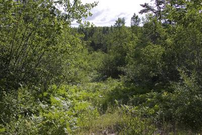 40 Acres Fully Wooded Rare Forest Land For Sale