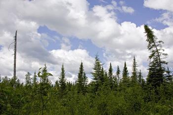 Create A Scenic Trail System Through Your Land