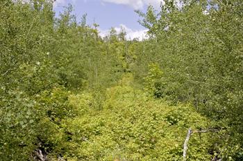 Mature Birch, Spend, Maple & More