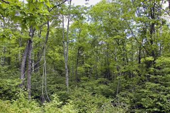 Northern Minnesota Land For Sale