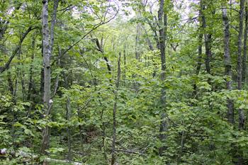 Fully Wooded Forest Land For Sale