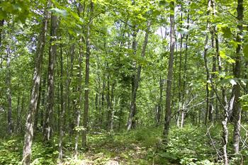 Build Your Dream Home In Seclusion