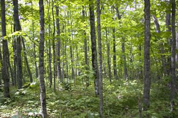 Photo Of Prime Minnesota Real Estate