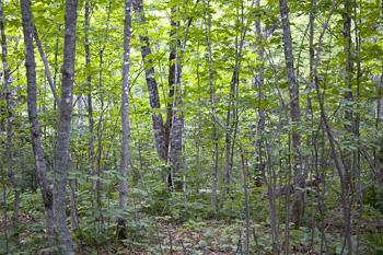More Gorgeous Land Available
