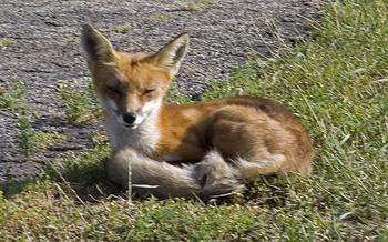 Lots Of Nearby Wildlife Including Foxes!