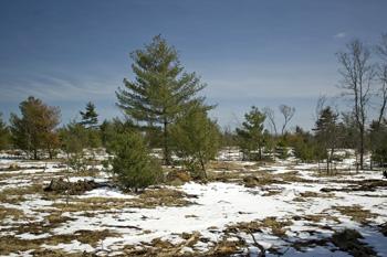 Central Wisconsin Wooded Land To Call Home