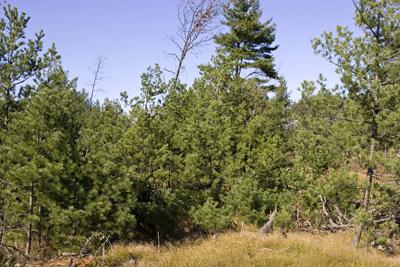 5 Acres Of Wooded Central Wisconsin Land For Sale