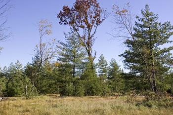 Camp Or Build In Easton Shores Subdivision