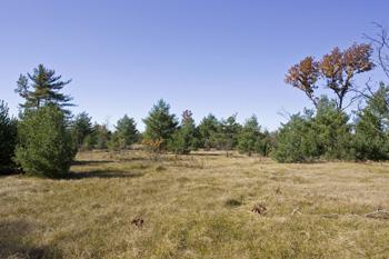Wooded Level Land For Sale In Easton Township