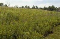 Mostly Wooded Land For Sale W/ Deeded Access