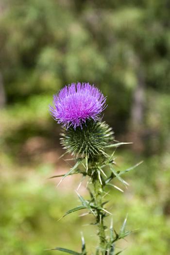 Enjoy Beautiful Wildflowers Adorned On Your Land
