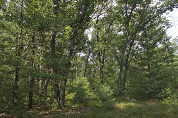 cheap land for sale in adams count