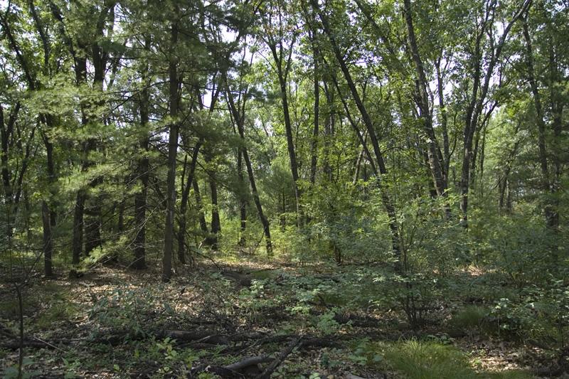 Camp Or Build Near Lake Petenwell