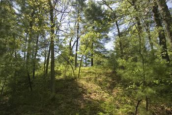 Nice Wooded Lot with Rolling Terrian