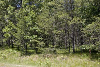 All wooded lot for sale in adams county