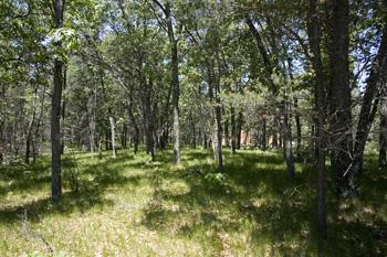 view the deer and wild turkey from your back yard