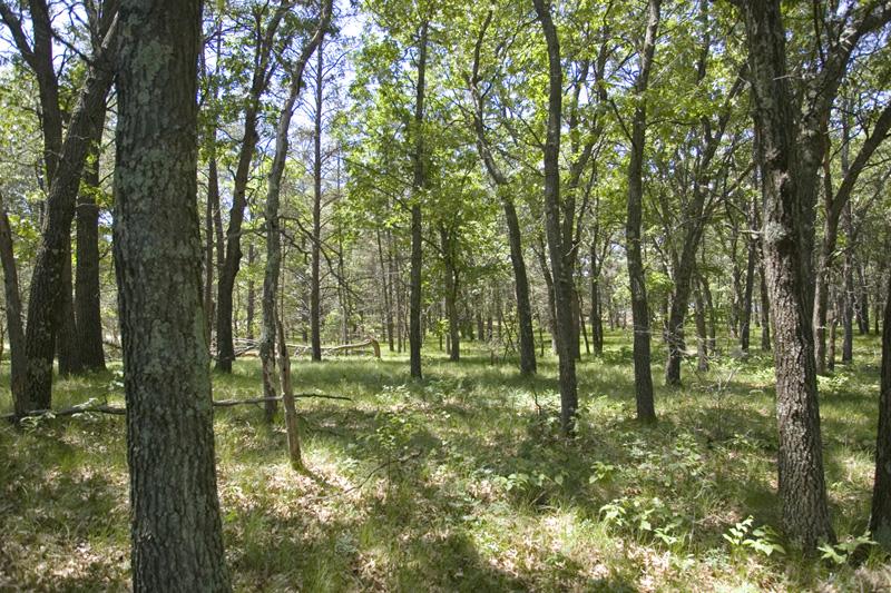 View deer and wild turkey from your back yard