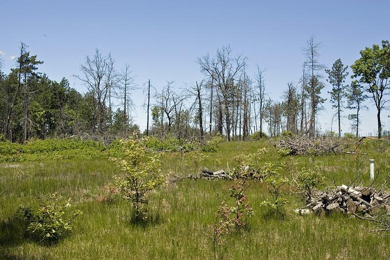 Cheap land for sale with well & septic included
