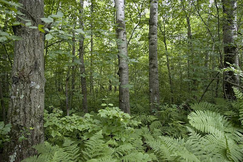 Corner Lot Bordering Public Land