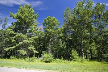 Almost An Acre Of Wooded Land For Sale