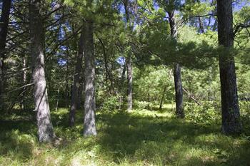 Buy Land On Wisconsin's 2nd Largest Lake