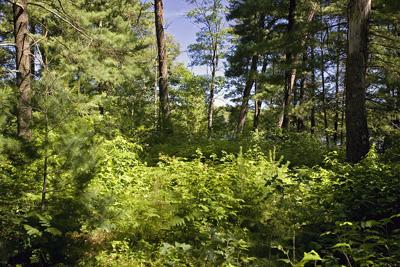 Beautiful Land For Sale On Castle Rock Lake