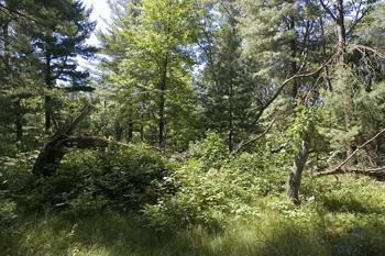 Build Your Dream House On Cheap Wooded Land