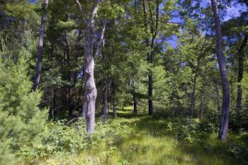 Wooded Waterfront Parcel W/ 123' Feet Of Frontage
