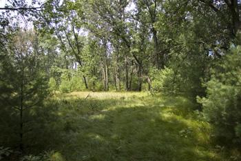Wooded Cabin Site With Opening To Attract Wildlife