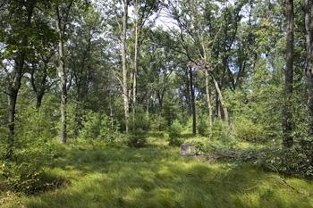 Buildable Level Lot For Sale In Central Wisconsin
