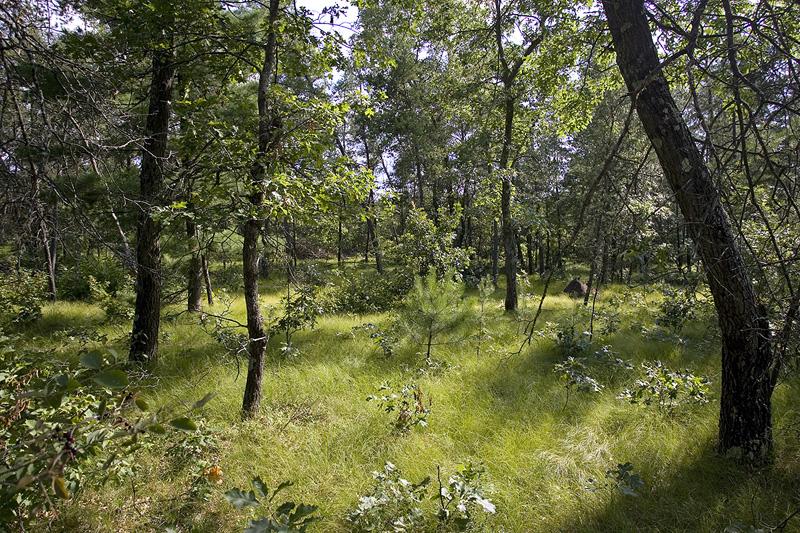 Almost 2 Acres Of Wooded Acreage With Home