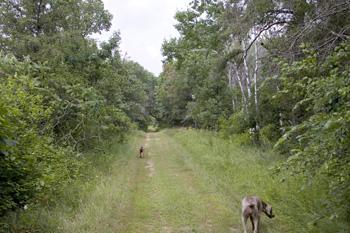 Wooded Hunting Land On 8 Acres