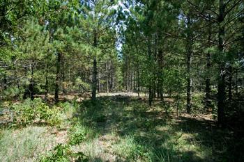 Beautiful Wooded Lot For Sale In Central Wisconsin