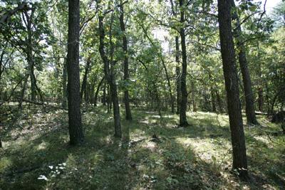 Wooded Private Land Just Minutes To Lake Petenwell