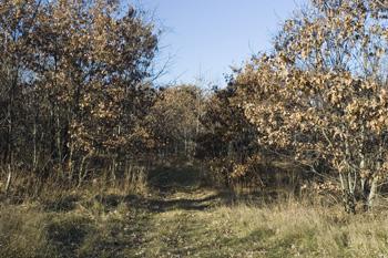 Private Drive Back To Your Wooded Wonderland