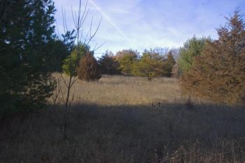 partially wooded land for sale